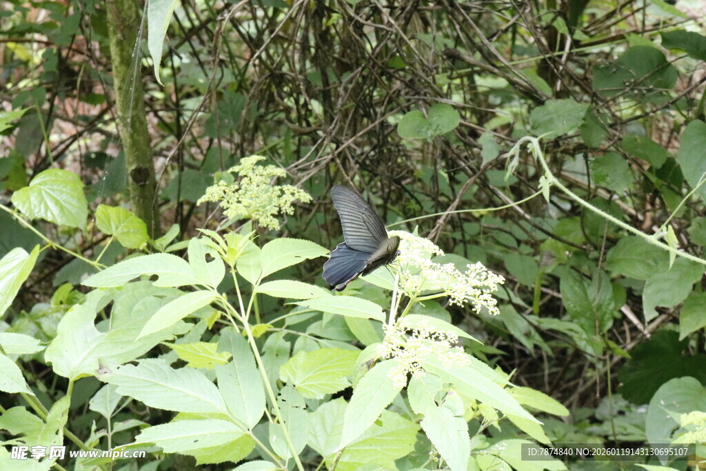 林中蓝鸟栖于繁茂绿植间