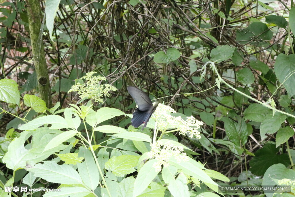 林间小鸟栖息于绿叶间
