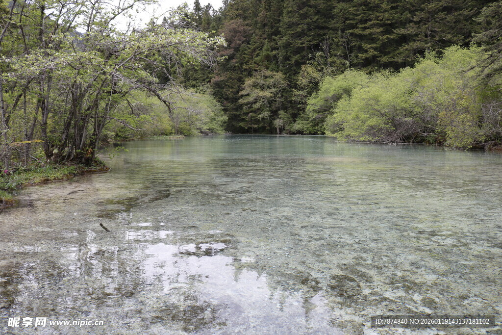 清澈溪流旁的葱郁景致