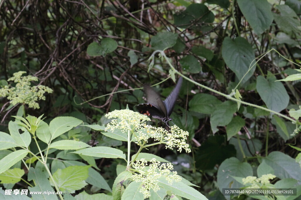 绿叶丛中的小鸟