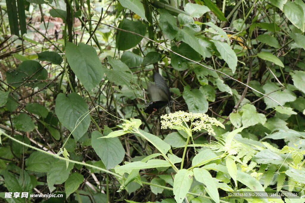 绿叶丛中的隐秘小鸟