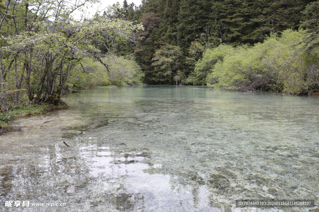 清澈溪流旁的葱郁景致