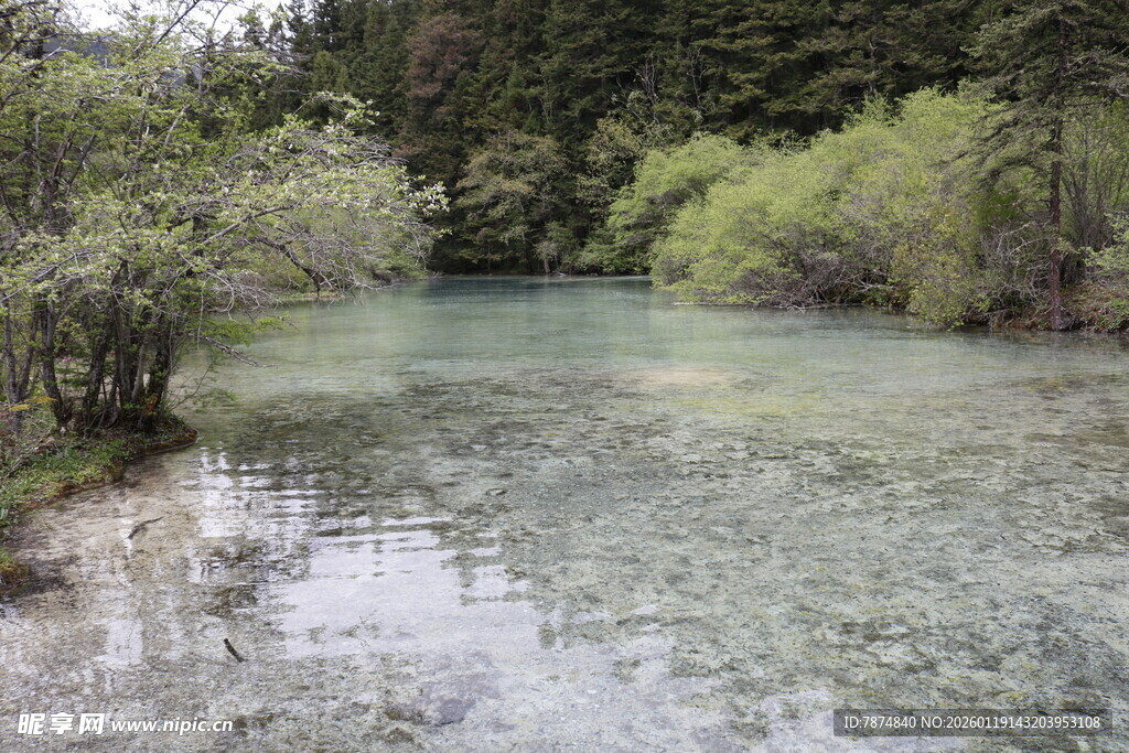 清澈溪流旁的葱郁景致