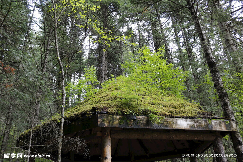 森林中独特的苔藓覆盖石台