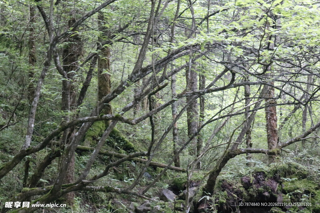茂密森林中的繁茂植物景观