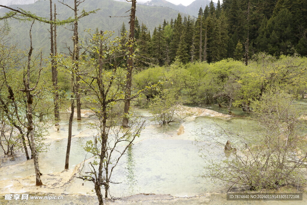 山间湿地枯树景观