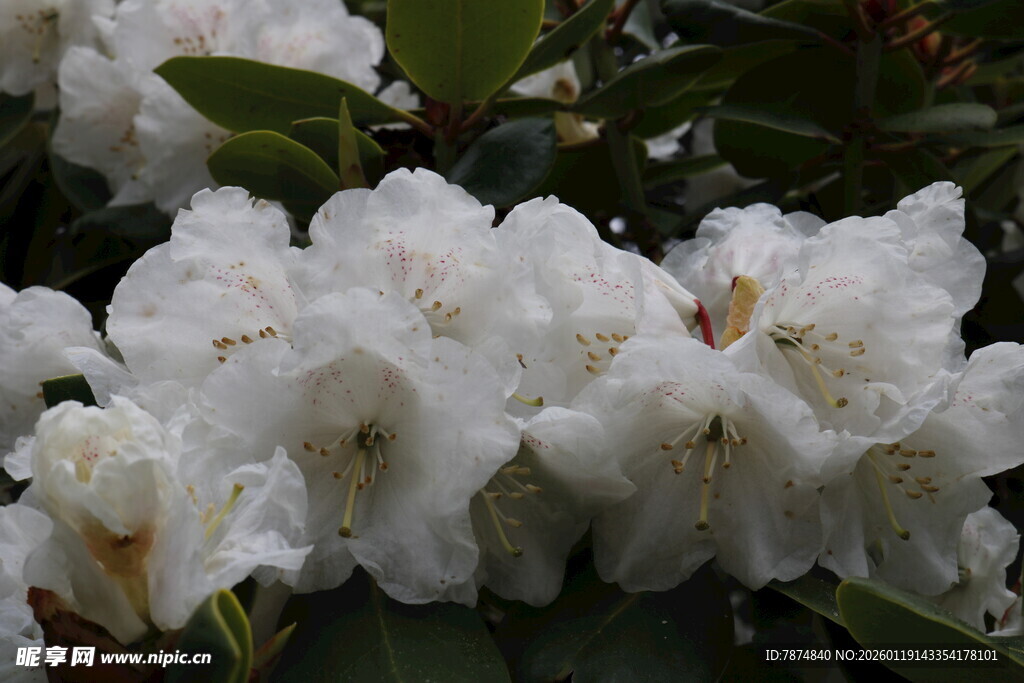 洁白绽放的美丽杜鹃花