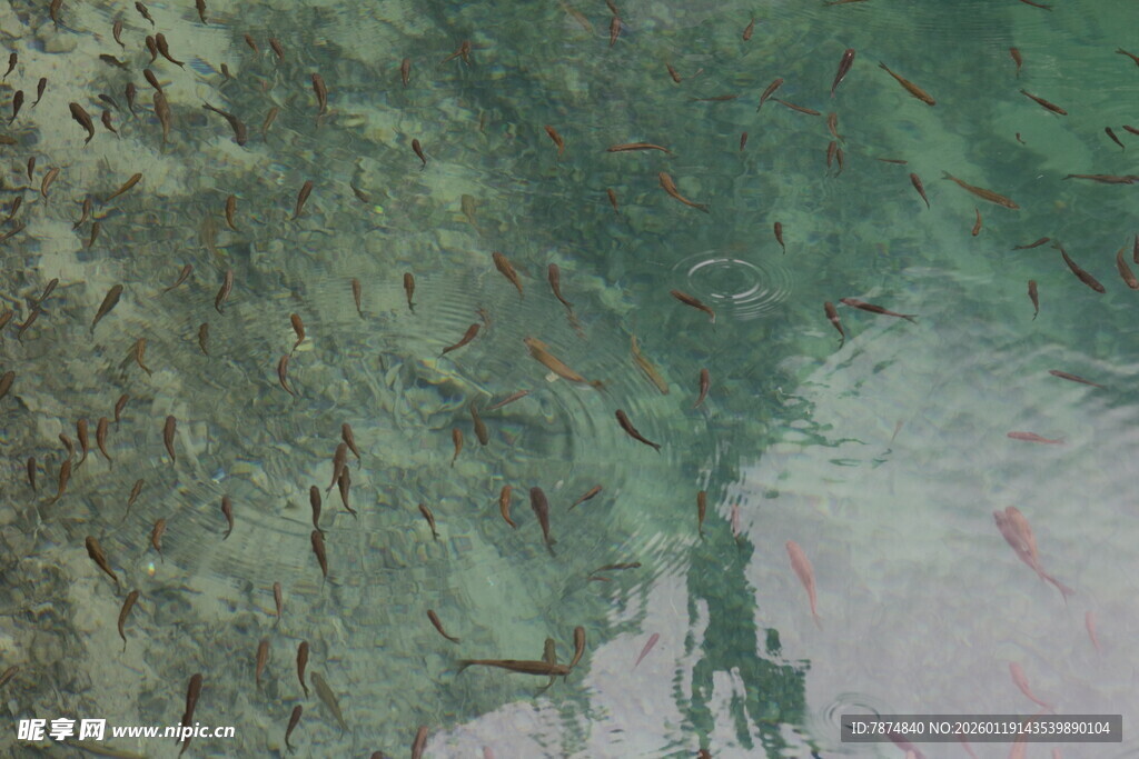 岩石上的小鱼群