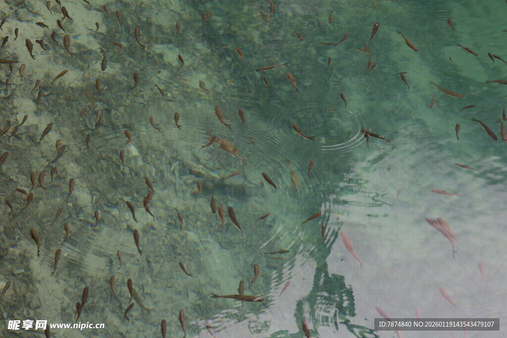 山林间的飞鸟与朦胧景致