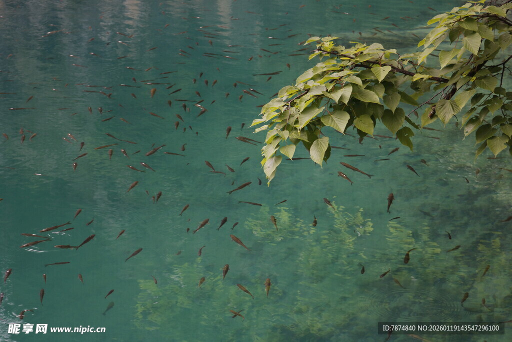 湖畔绿意 水中游鱼景致