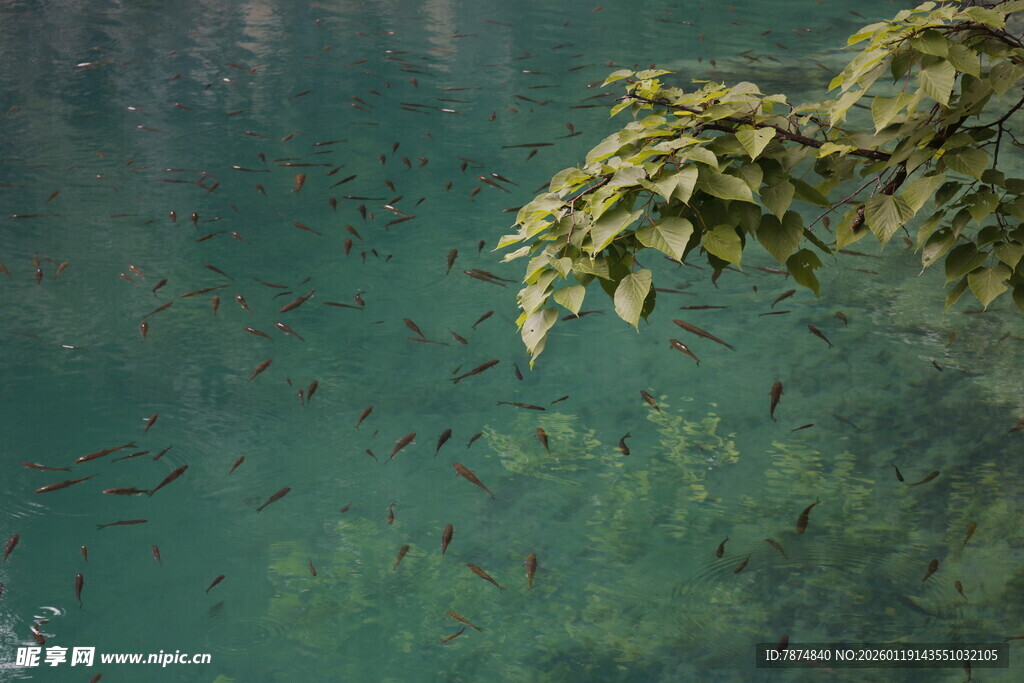 水下绿叶与群鱼的景致