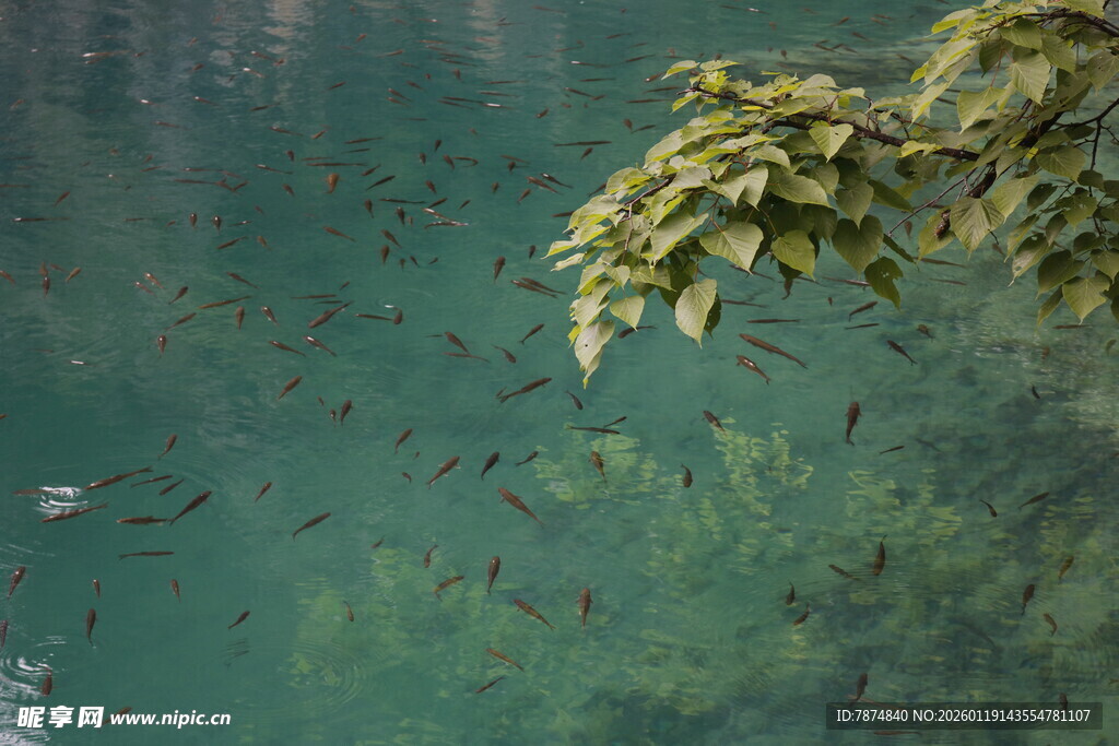 湖畔绿叶下的水中景象