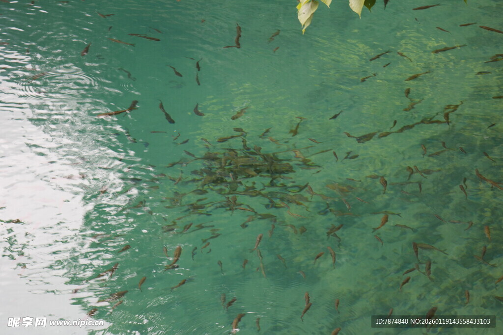 清澈水中游动的成群小鱼