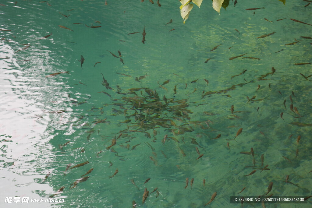 清澈水中游动的密集鱼群