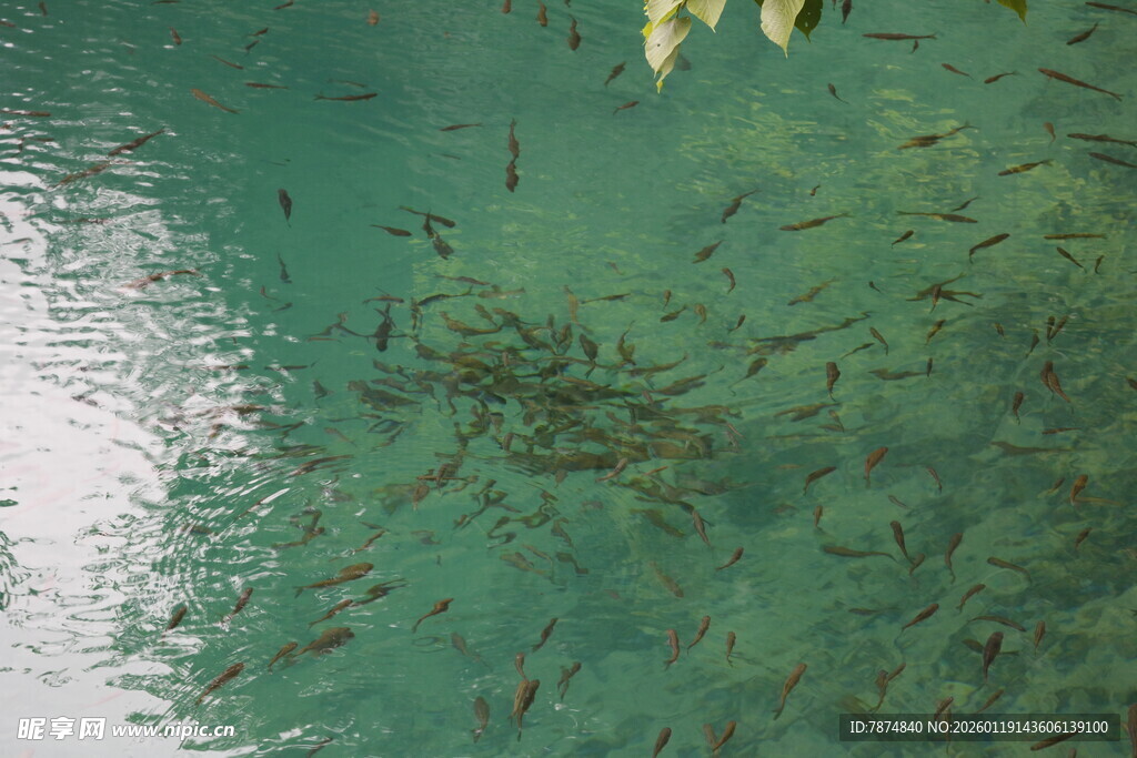 清澈海水中的密集鱼群