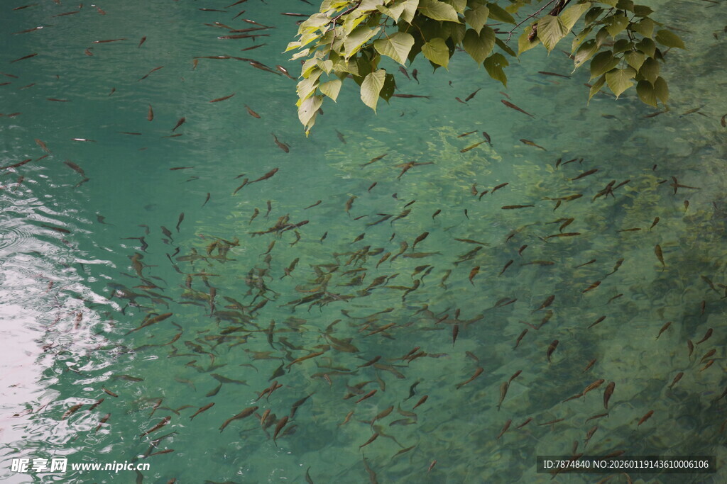 水下鱼群与水面绿植景观