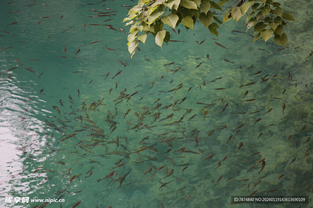 清澈水底与水面绿植景观