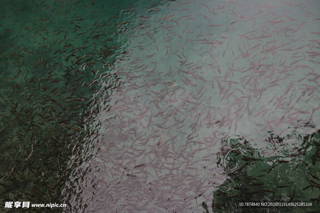 空中俯瞰河流与茂密植被