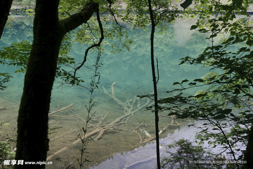 森林中的清澈幽蓝湖水