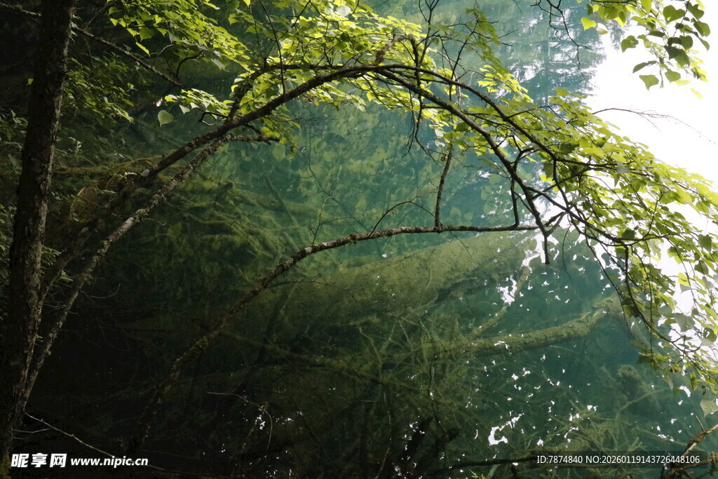 林间阳光洒落的静谧森林