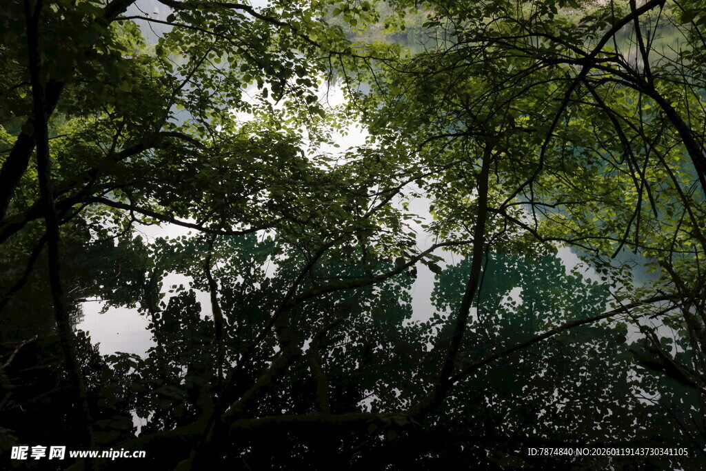 茂密树林中的光影交错