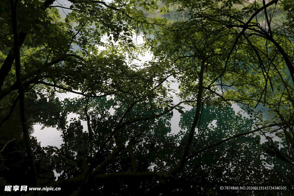 茂密树林中的光影景象
