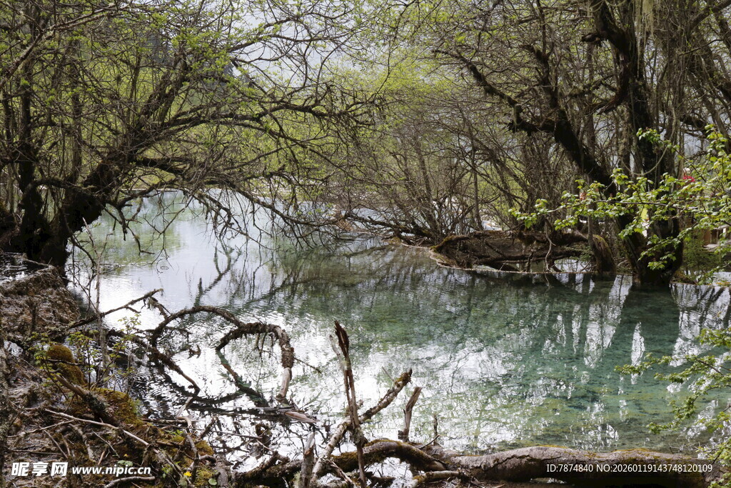山间清溪流 林木伴春色