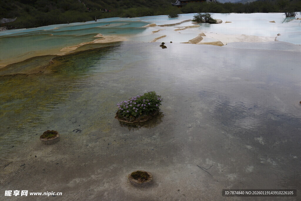 清澈浅滩中的零星绿植