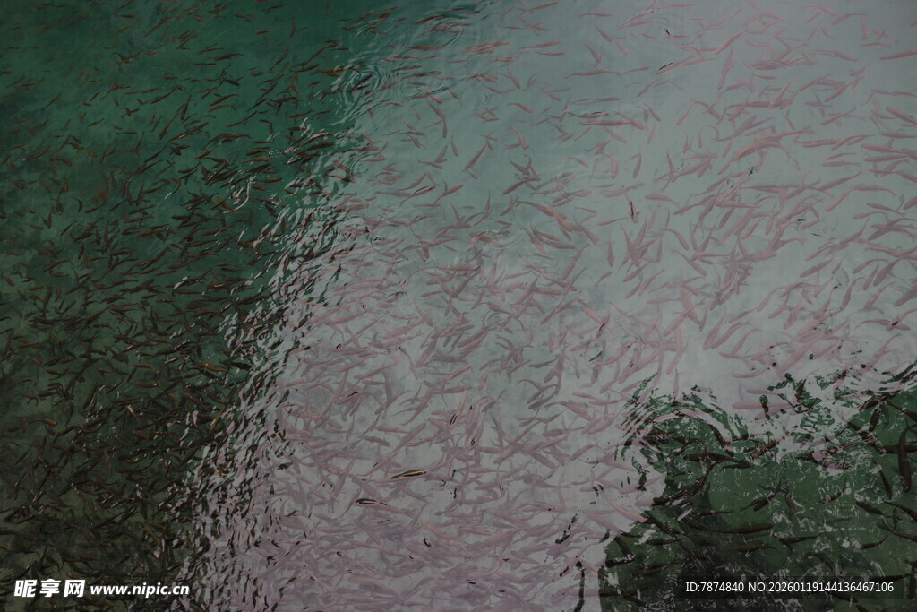 清澈水面下的模糊景象