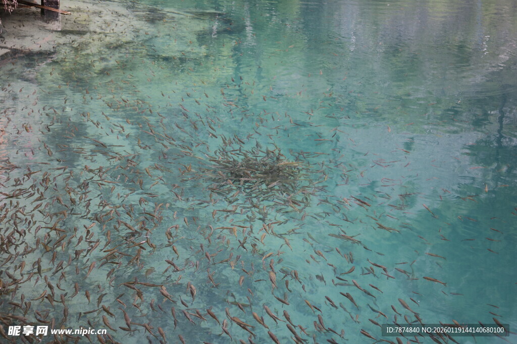 清澈湖底的水草与碎石