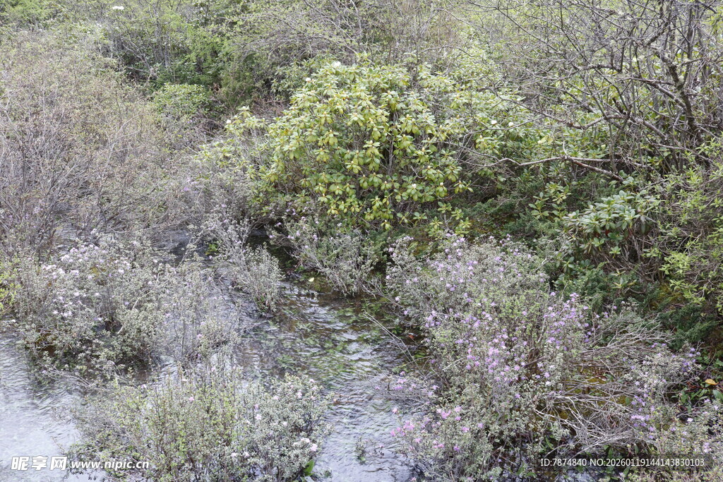 湿地中的繁茂植被景观