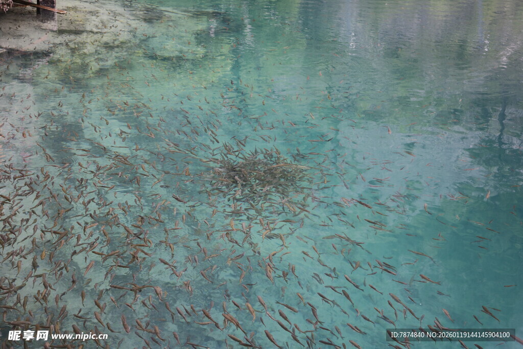 清澈水底景观