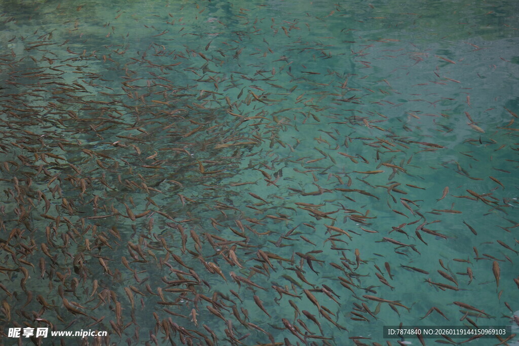 海洋中密集的红色鱼群