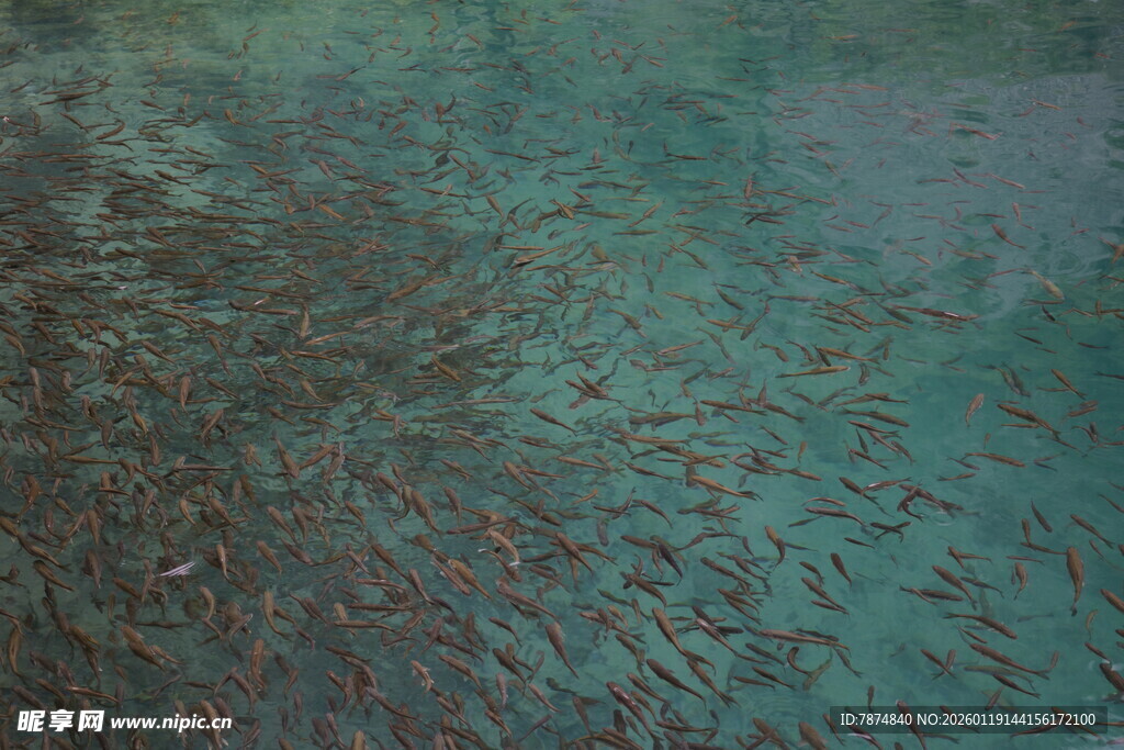水下成群游弋的小鱼