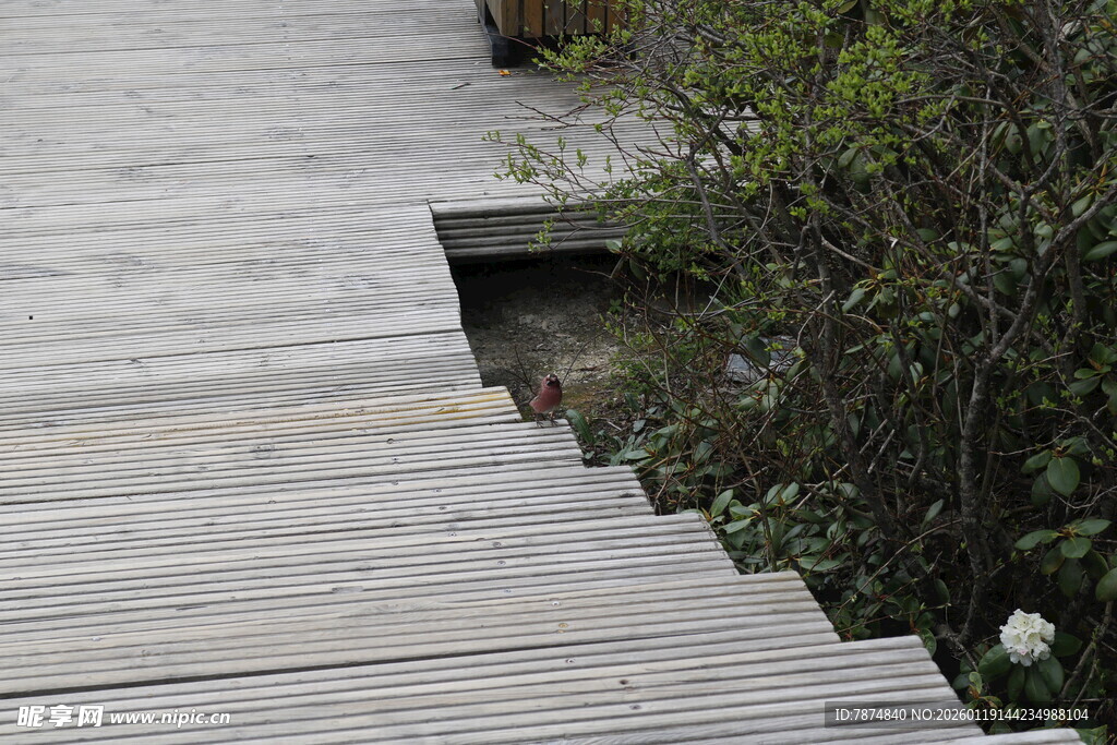 木质栈道旁的绿植景观
