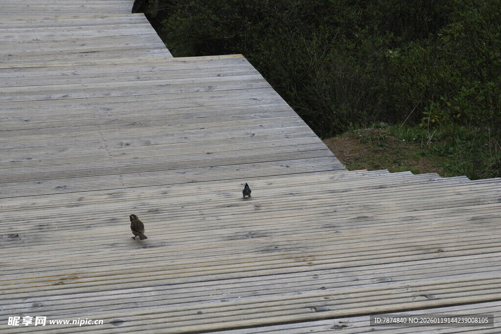 木板路上的几只小鸟