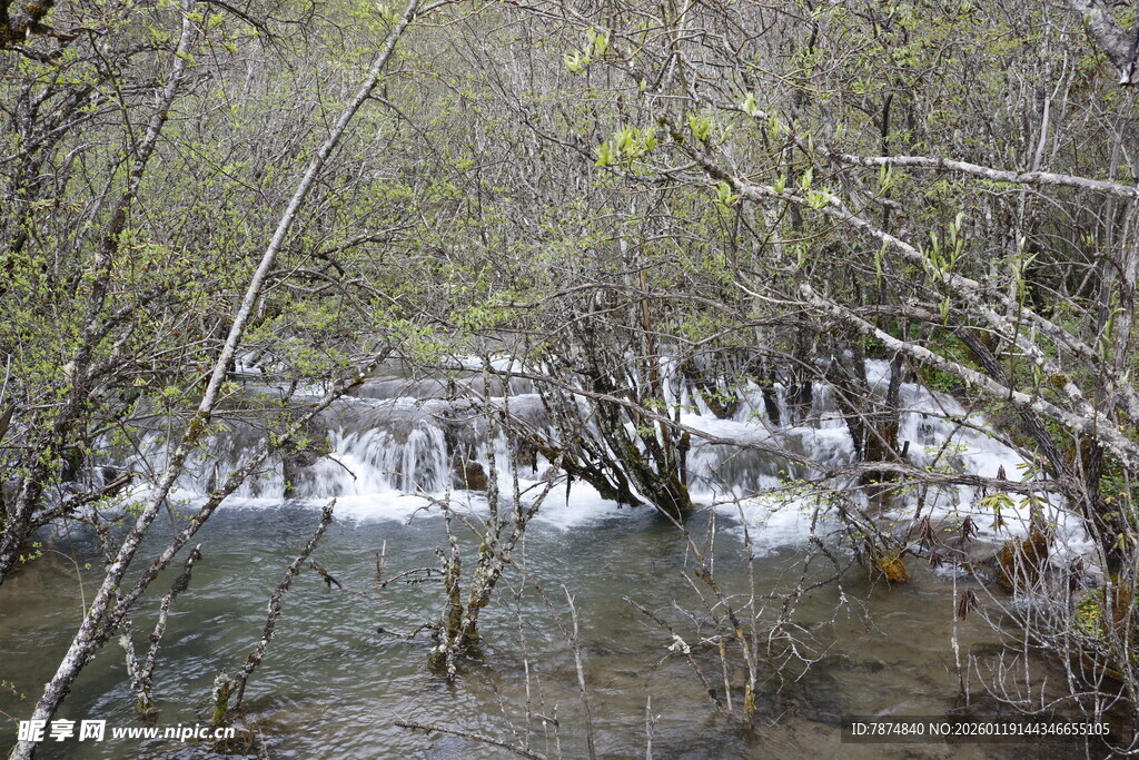 山间溪流穿林而过