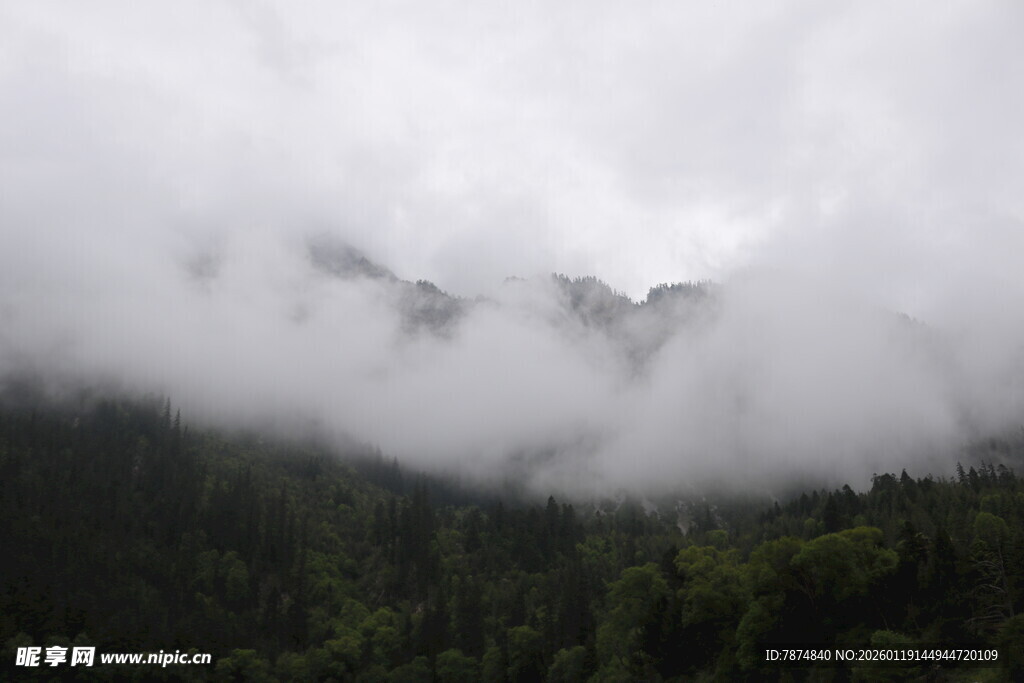 云雾缭绕的山林美景