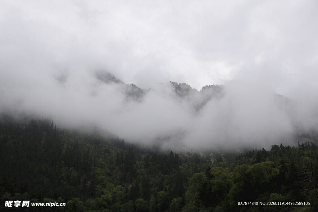 云雾缭绕的山林美景