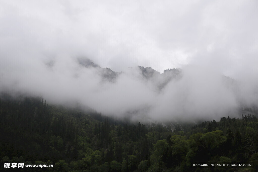 云雾缭绕的山林美景