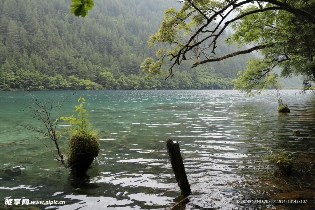 湖畔清幽景 水中枯木静