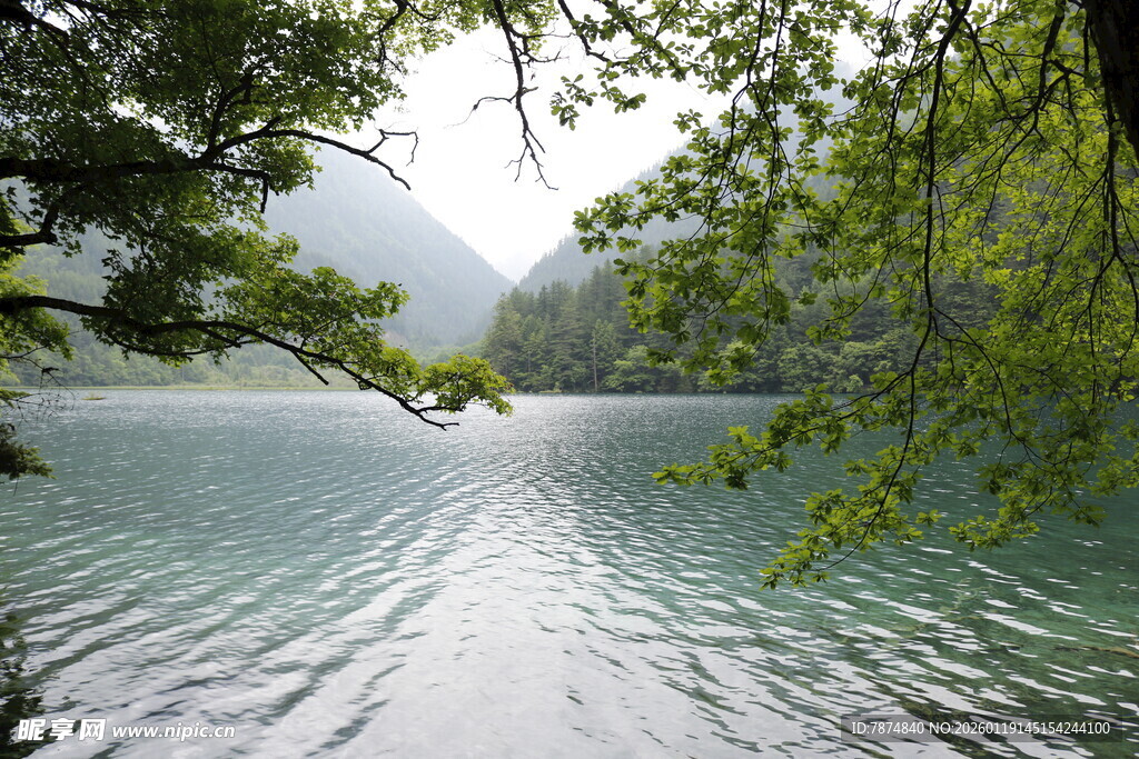 湖畔绿荫下的清澈湖水