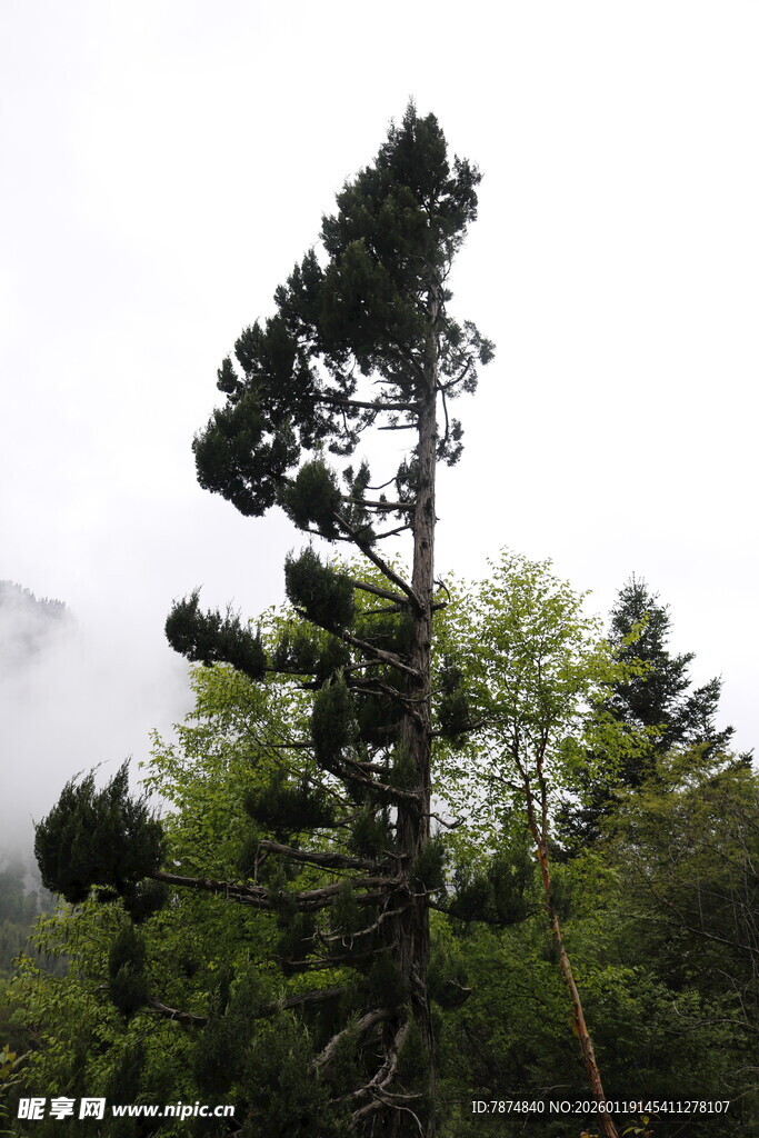 挺拔松树傲立山林间