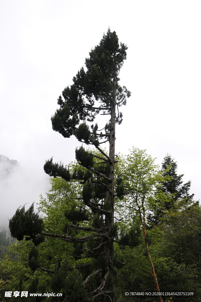 山林中挺拔的高耸松树