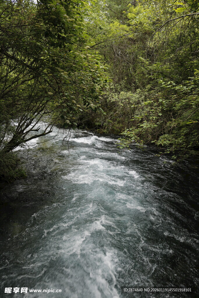 山间湍急溪流穿林而过