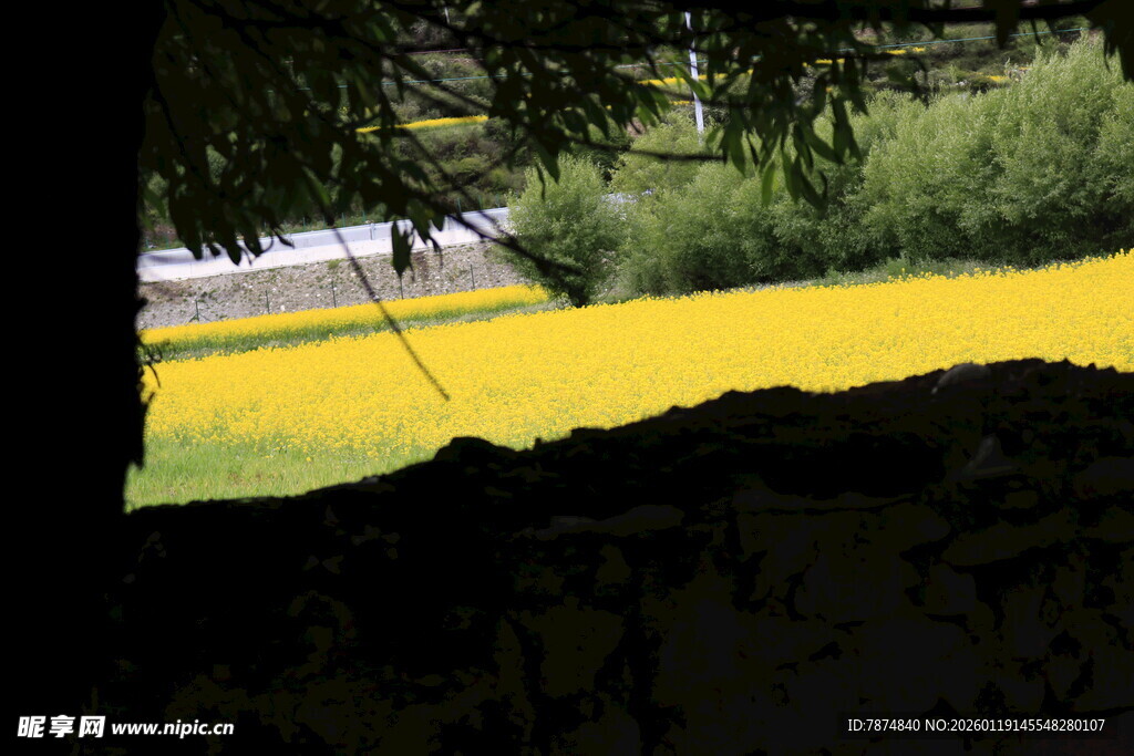 金黄油菜花海风光