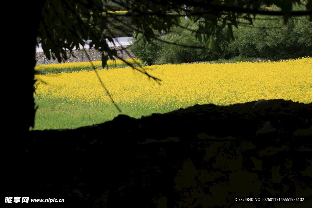 透过树洞看金黄油菜花田