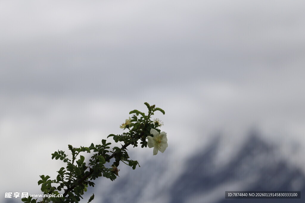 雪山前的翠绿植物