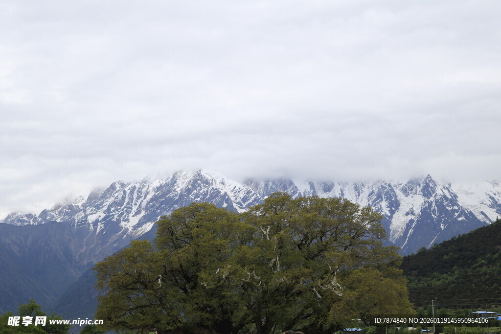 雪山下的葱郁树木