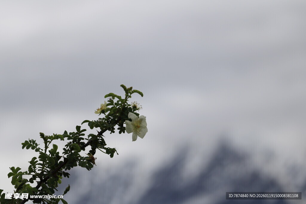 山间花枝与远处雪山